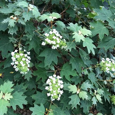 Oak-Leaf Hydrangea