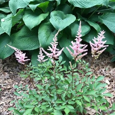 False Spiraea