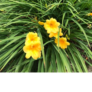 Daylily 'Stella De Oro'