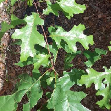 Quercus alba