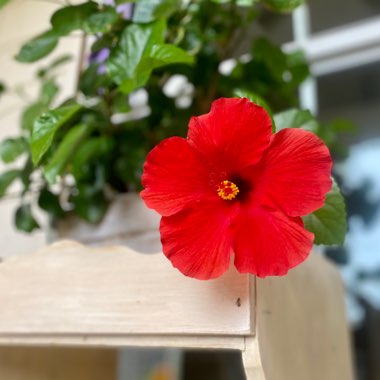 Tropical Hibiscus