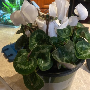 Florist's Cyclamen (Non-Hardy)