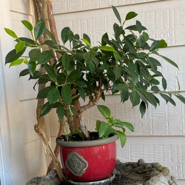 Curtain Fig (Bonsai)