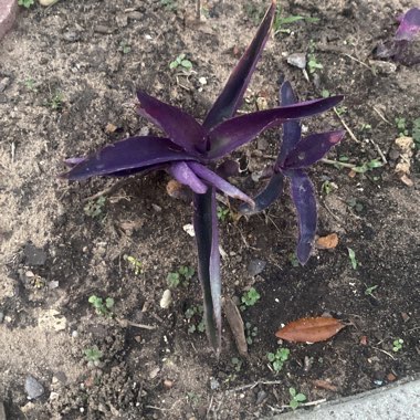 Purple-Heart Spiderwort 'Purpurea'