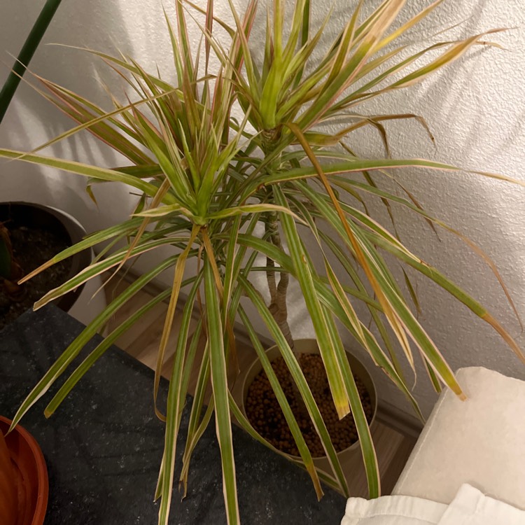 Plant image Dracaena