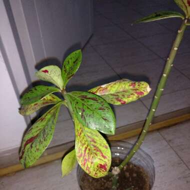 Euphorbia umbellata syn. Synadenium grantii