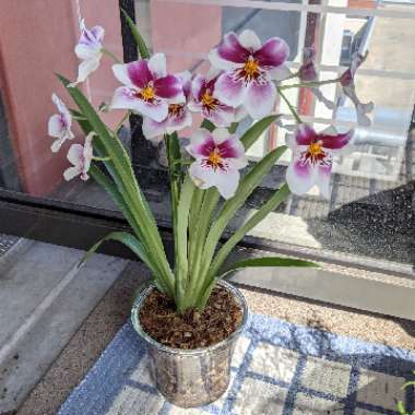 Miltoniopsis Princess Diana 'Red Baron'