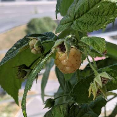 Rubus Idaeus 'Autumn Gold'