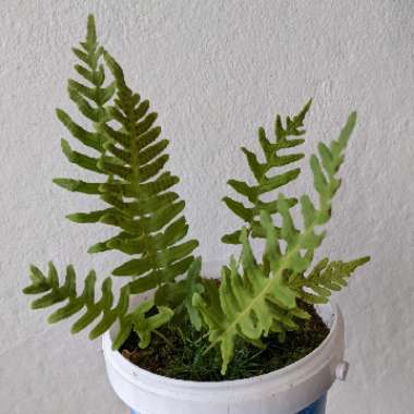 Polypodium vulgare