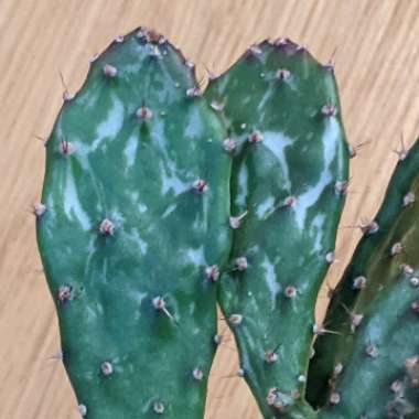 Opuntia monacantha f. monstruosa variegata