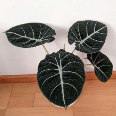 Alocasia sanderiana 'Black Velvet'