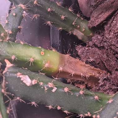 Selenicereus Grandiflorus syn. Cactus grandiflorus, Cereus grandiflorus