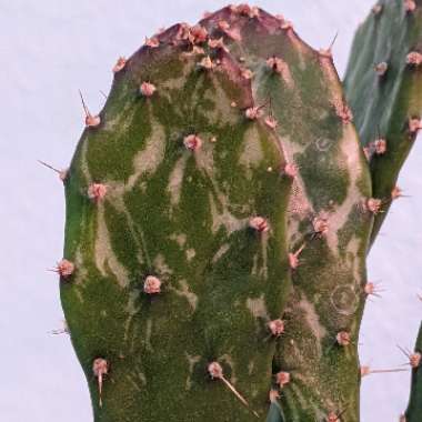 Opuntia monacantha f. monstruosa variegata