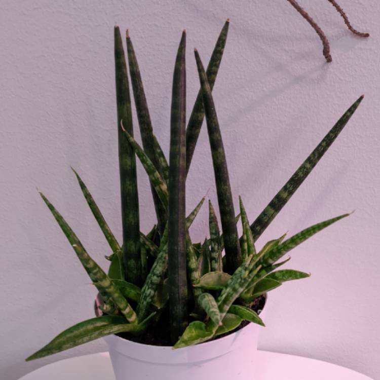 Plant image Dracaena Angolensis