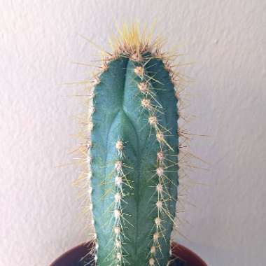 Pilosocereus pachycladus