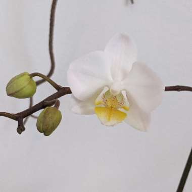 Phalaenopsis "Aphrodite"