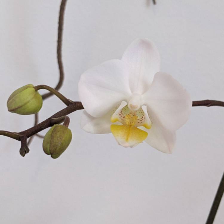 plant image 1566108