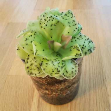 Pinguicula moranensis