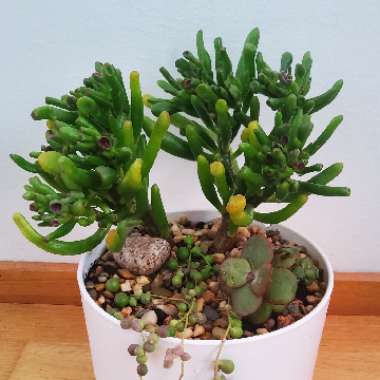 Crassula Ovata 'Gollum'