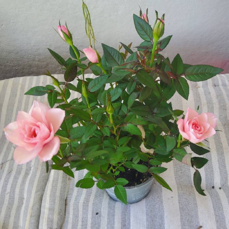 Plant image Rosa 'Koraroma05' syn. Rosa 'Light Pink RosAroma'