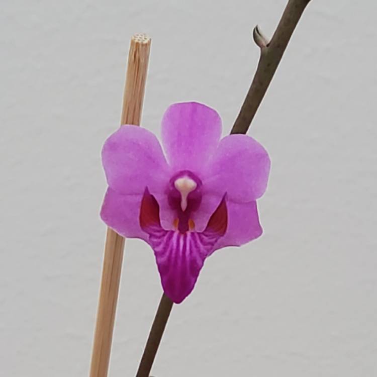 plant image 1624309