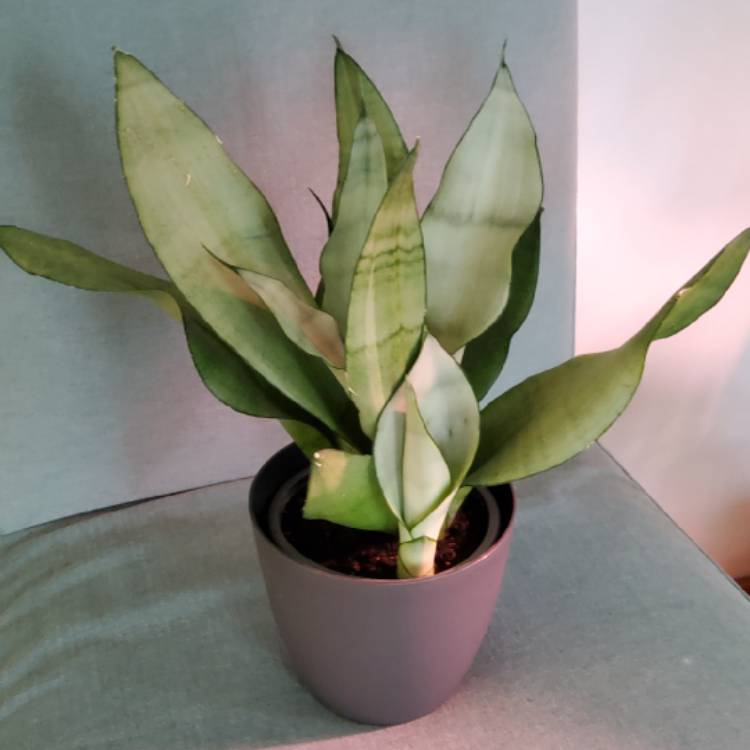 Plant image Sansevieria Moonshine