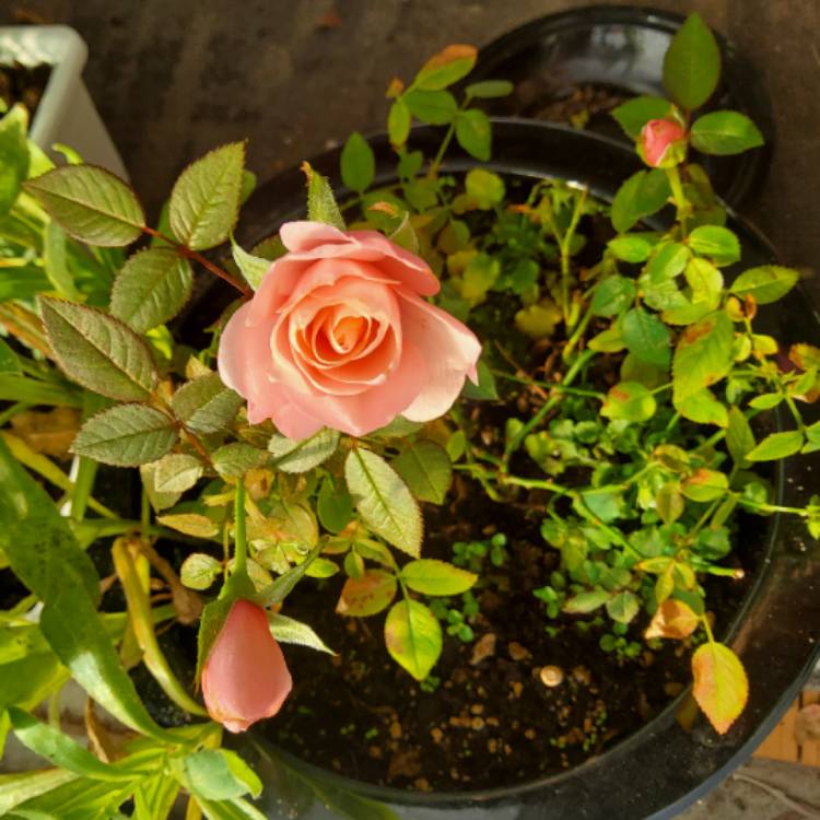 Plant image Rosa 'Koraroma05' syn. Rosa 'Light Pink RosAroma'