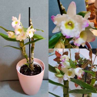 Dendrobium Nobile