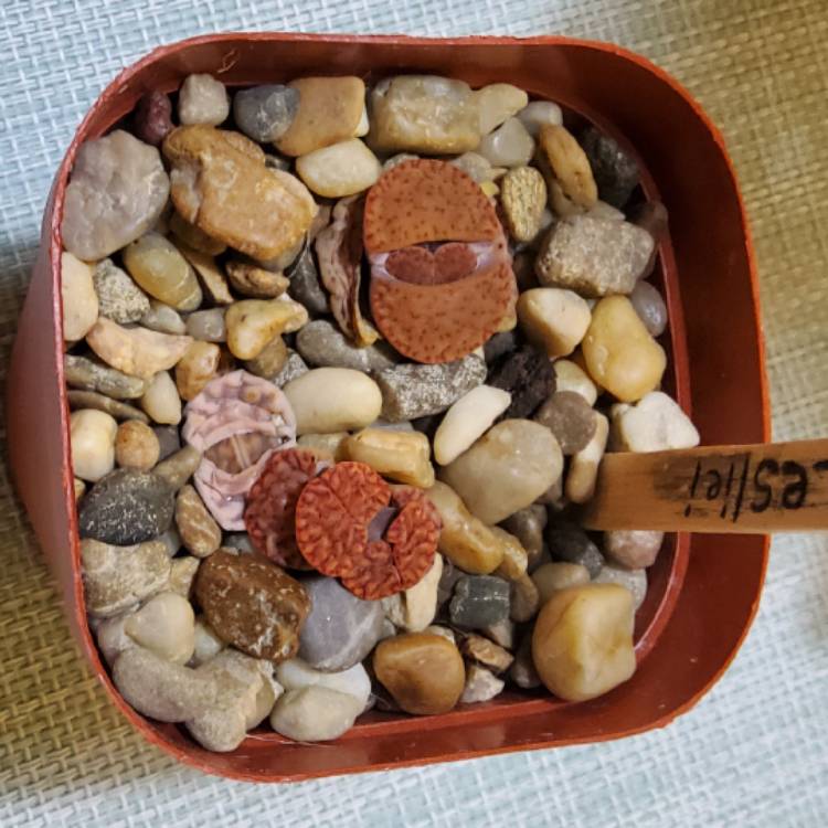 Plant image Lithops Lesliei