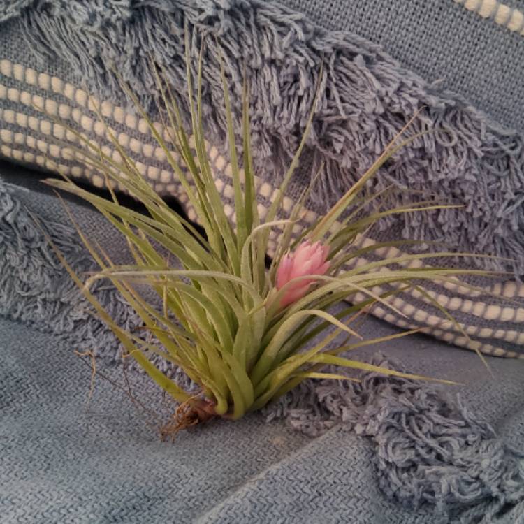 Plant image Tillandsia stricta