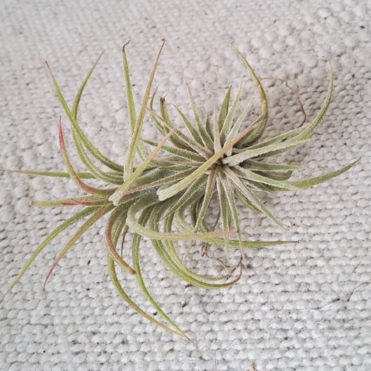 Plant image Tillandsia ionantha 'Red'