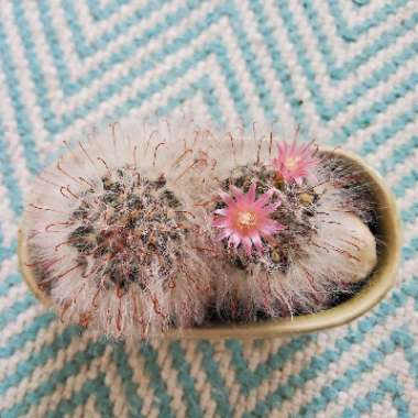 Mammillaria bocasana