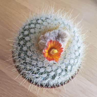 Parodia chrysacanthion