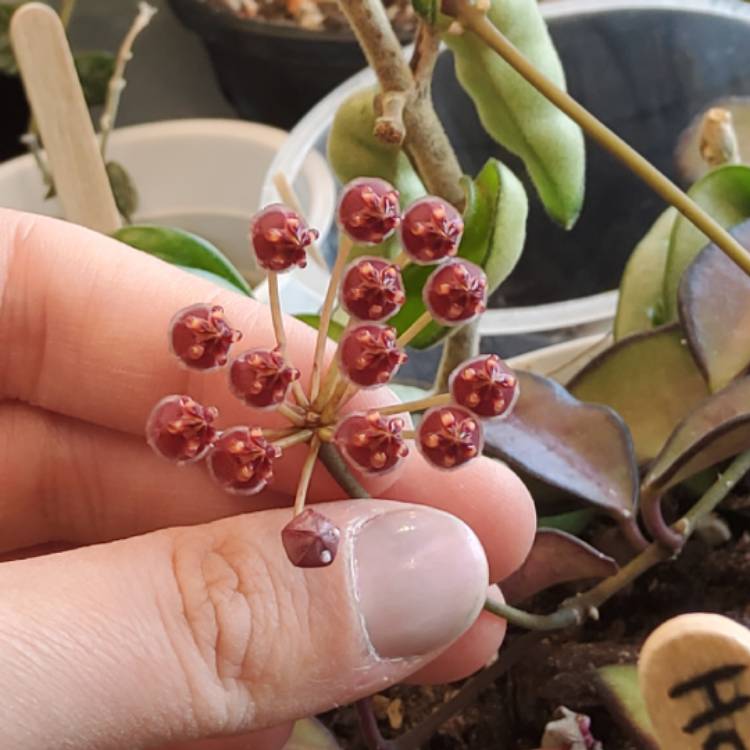 Plant image Hoya ‘Rosita'