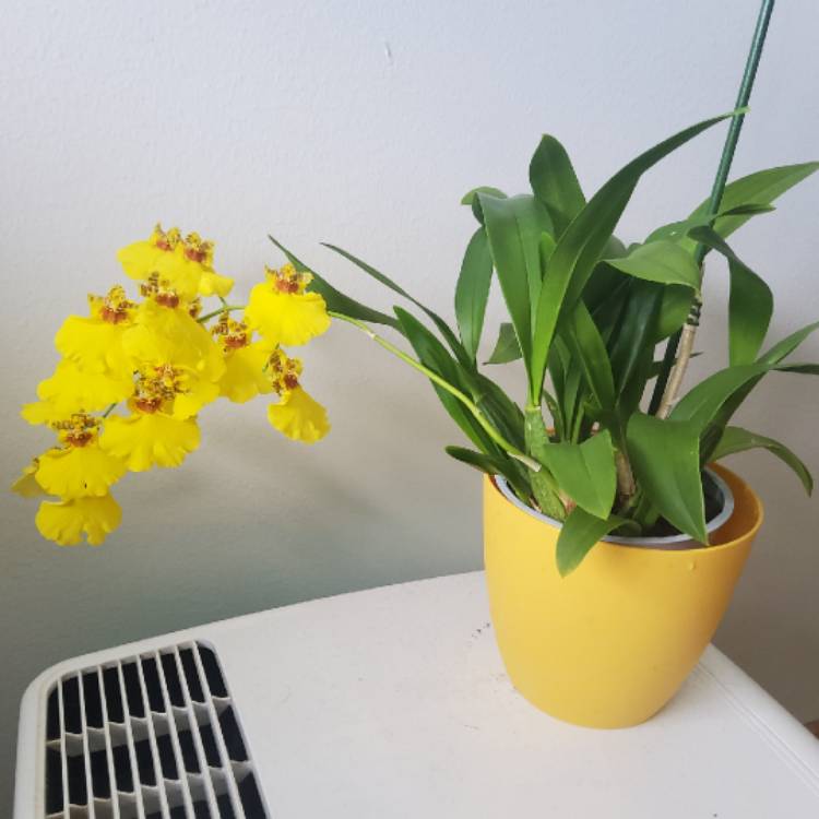 Plant image Oncidium varicosum