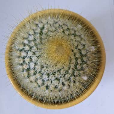 Parodia chrysacanthion