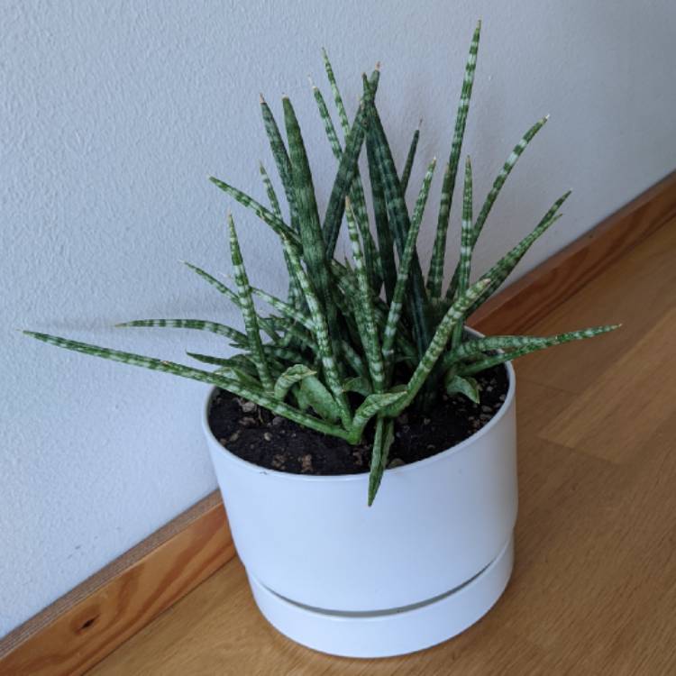 Plant image Dracaena Angolensis