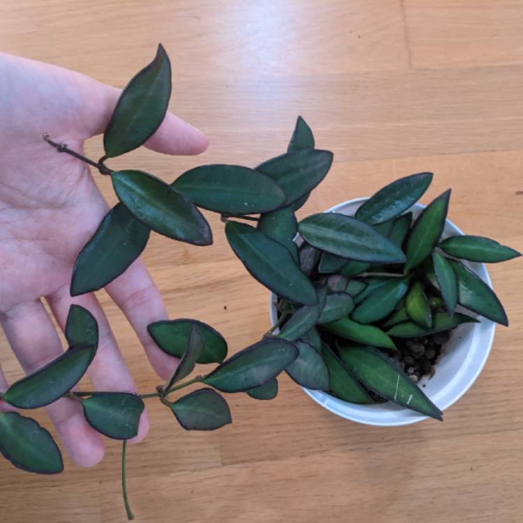 Plant image Hoya ‘Rosita'