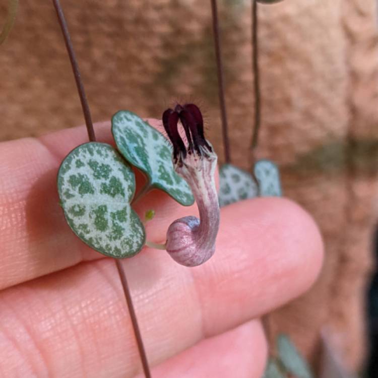 Plant image Ceropegia Woodii 'Silver Glory'