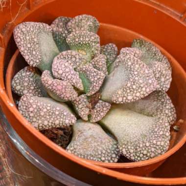 Titanopsis Calcarea (Living Jewel)