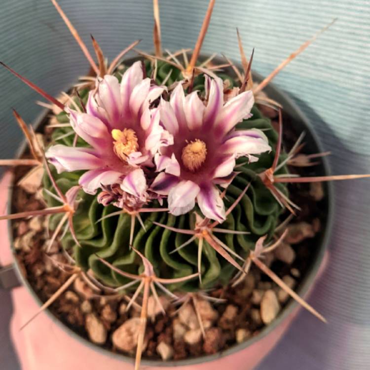 Plant image Stenocactus crispatus syn.Echinofossulocactus lamellosus,Stenocactus lamellosus