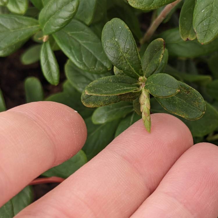 Plant image Vaccinium vitis-idaea 'Red Pearl'