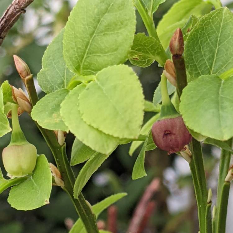 Plant image Vaccinium myrtillus