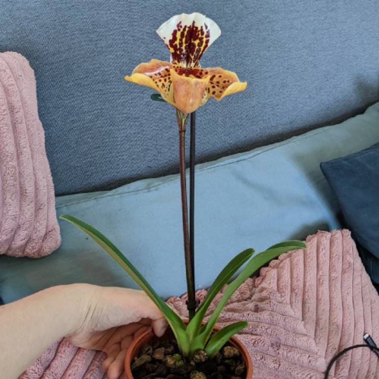 Plant image Paphiopedilum 'Chi Chi'