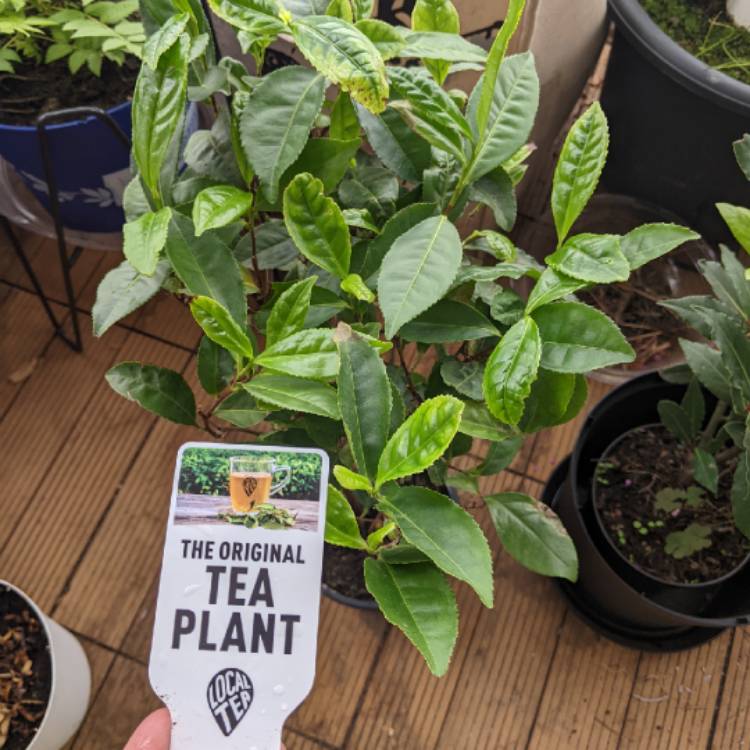 Plant image Camellia sinensis