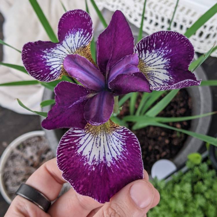 Plant image Iris sibirica 'Blue King'