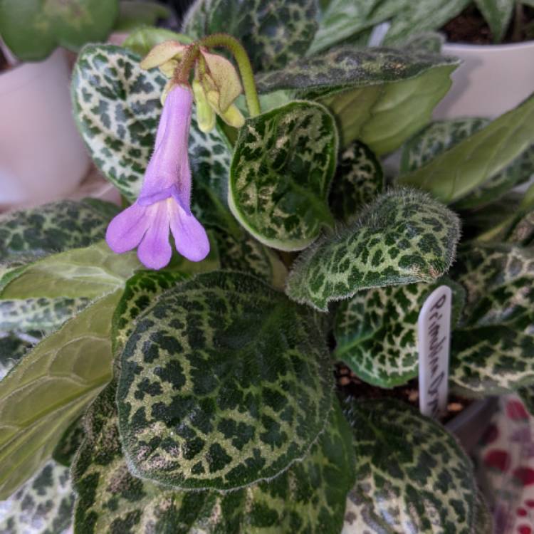 Plant image Primulina dryas 'Pretty Turtle' syn. Streptocarpus 'Pretty Turtle'