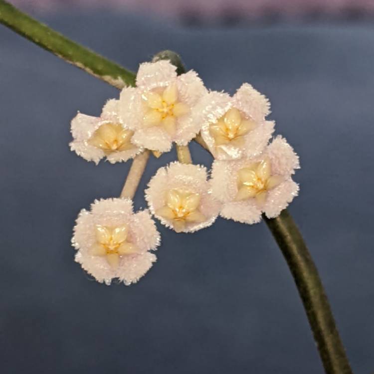 Plant image Hoya lacunosa var. lacunosa