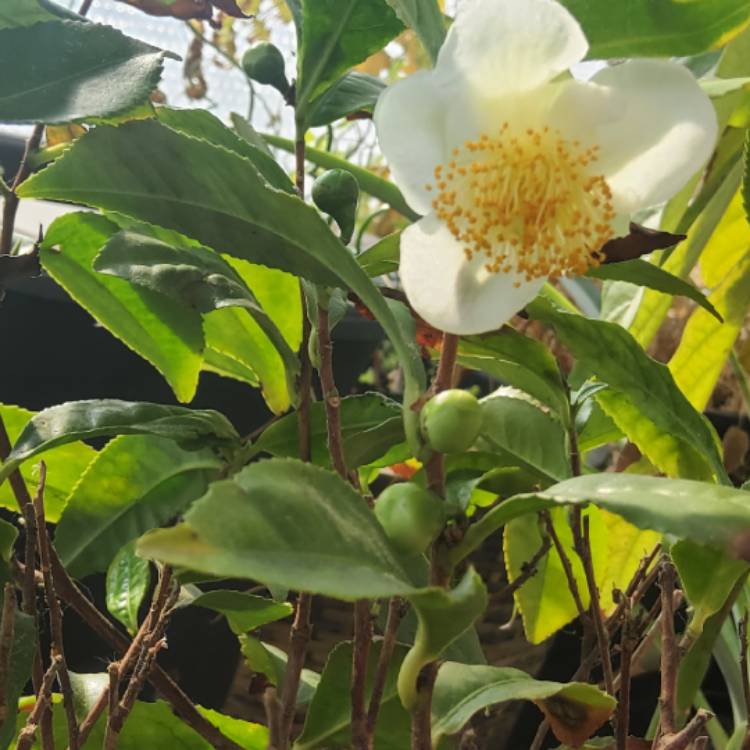 Plant image Camellia sinensis