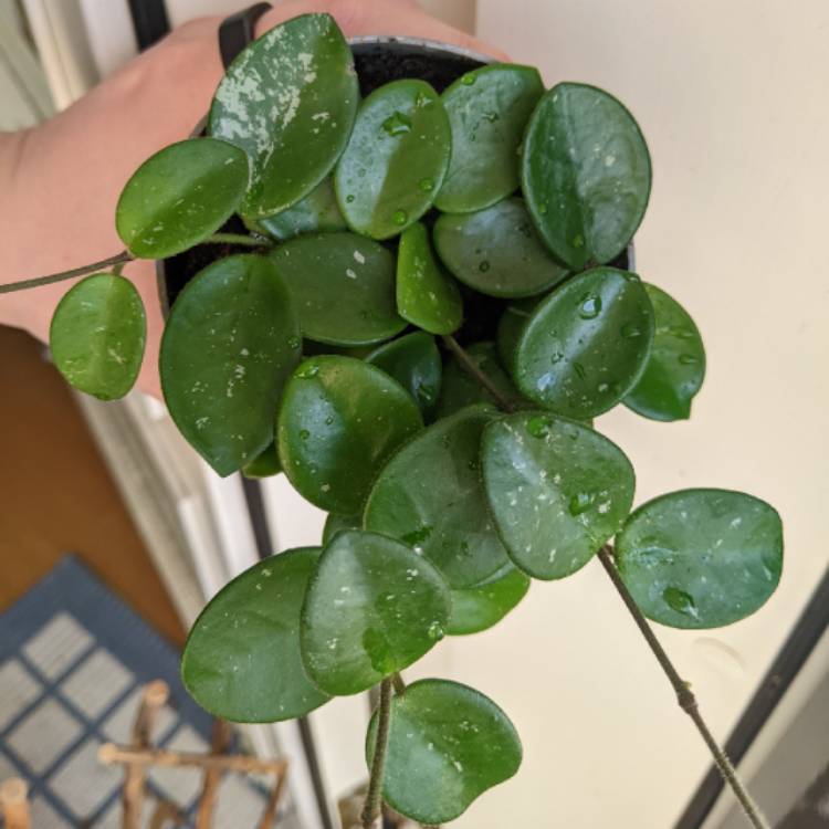 Plant image Hoya 'Mathilde'